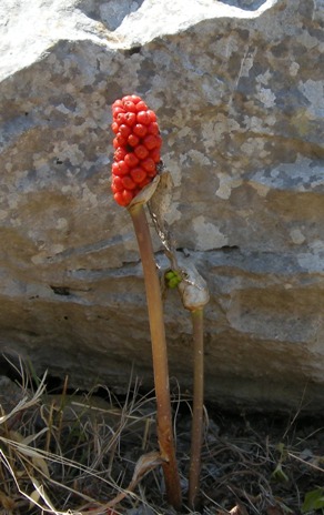 palline rosse - Arum italicum